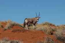 South Houston: Antelope, oryx, gemsbok