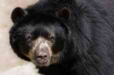 South Houston: animal, andean bear, spectacled bear