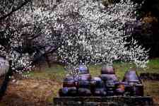 South Houston: flowers, plum blossoms, jars