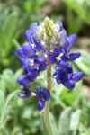 South Houston: flowers, Bluebonnet, plant