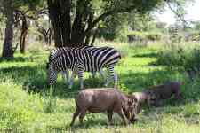 South Houston: zebra, kruger national park, warthogs