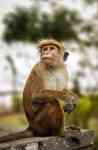 South Houston: animal, Monkey, toque macaque