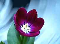 South Houston: tulip, purple flower, purple tulip