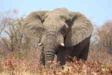 South Houston: mammal, pachyderm, elephant