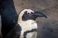 South Houston: nature, african penguin, head african penguin