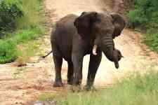 South Houston: conservation, African elephant, kruger national park