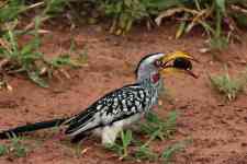 South Houston: bird, kruger national park, southern yellow-billed hornbill