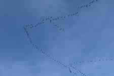 South Houston: cranes, migratory birds, bird migration