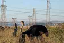 South Houston: plumage, flightless bird, male ostrich