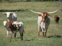 Houston: cow, longhorn, steer