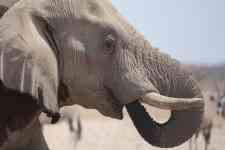South Houston: pachyderm, elephant, tusks