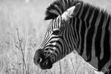 South Houston: wildlife, zebra, mammal