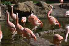 Houston: pond, flock, Flamingos
