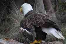 Houston: bird, Feathers, american bald eagle