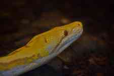 Houston: Python, boa constricter, yellow snake