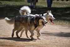 Houston: dogs, Dog Park, huskies