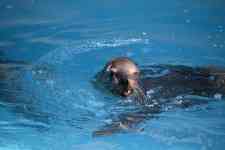 Houston: sea lion, ocean park, ocean animal