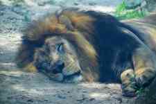 Houston: animal, Lion, sleeping