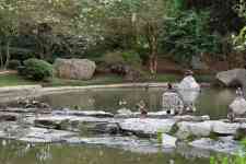 Houston: ducks in a lake, japanese garden houston texas, nature trees