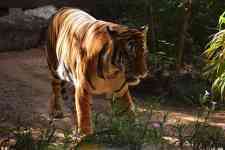 Houston: animal, tiger, malayan tiger
